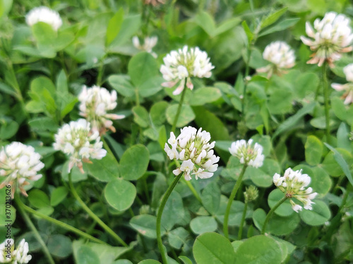 white clover flowers in the springtime
