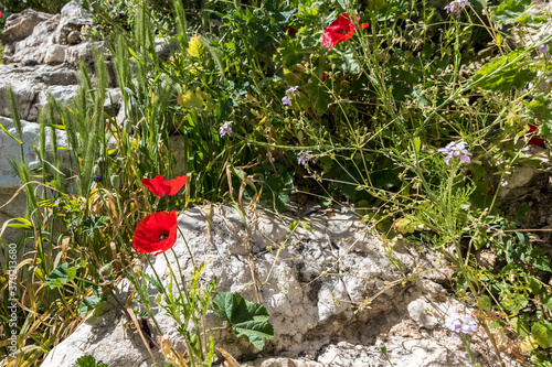 Poppies and cereals among stone desert in spring time, Middle East, close up,...