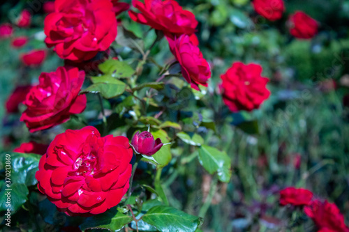 Red roses in nature. 