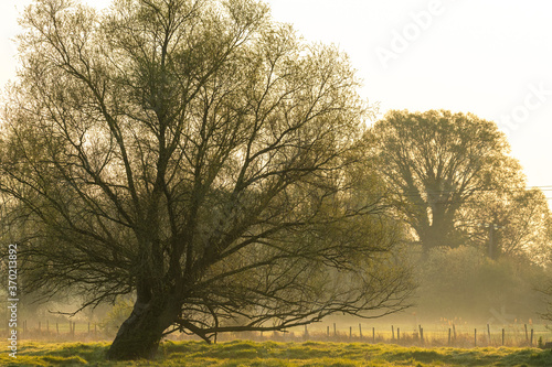 Wallpaper Mural Les pâtures dans le marais de Noyelles-sur-mer Torontodigital.ca