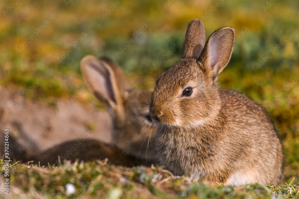 Lapin de garenne ou Lapin commun (Oryctolagus cuniculus) Lapin de garenne ou Lapin commun (Oryctolagus cuniculus)