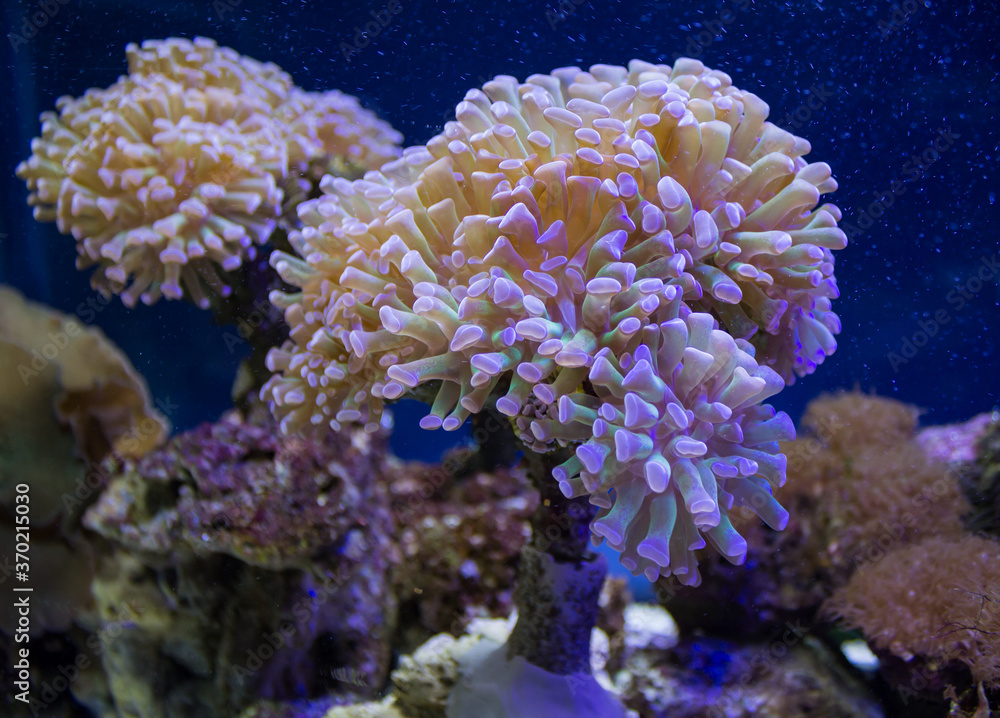 Naklejka premium Soft corals in the aquarium. Close-up of corals. Marine underwater life.