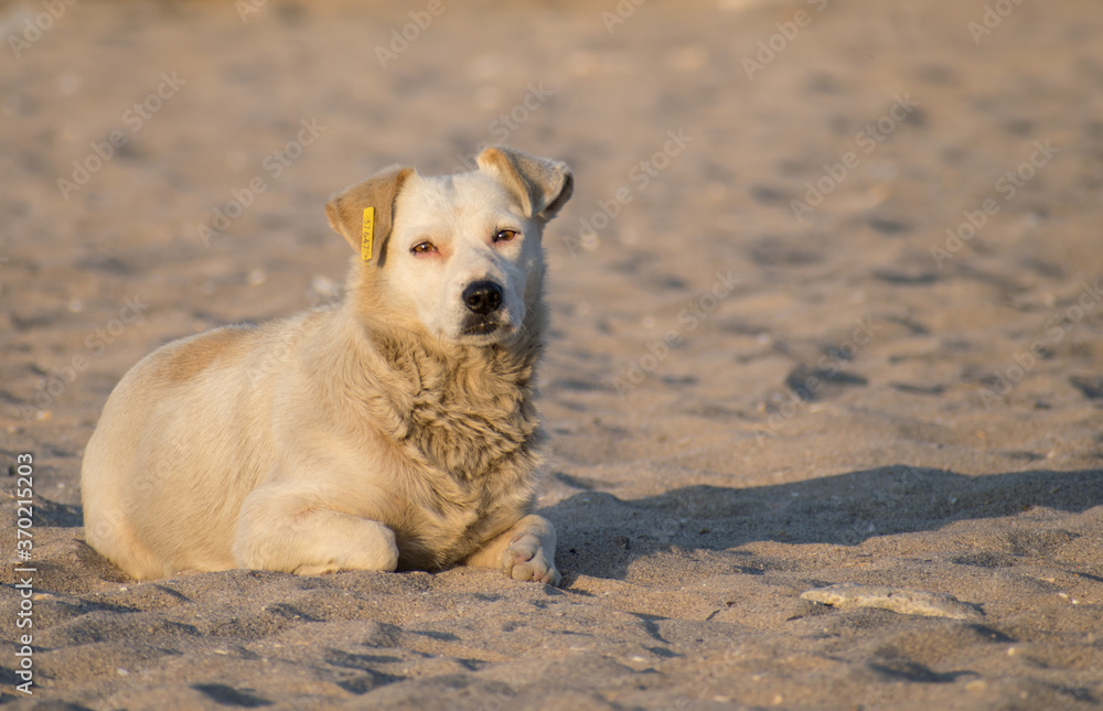A beautiful stray puppy sits on the beach in the sunlight at sunrise. The dog has a record number in his ear A beautiful stray puppy sits on the beach in the sunlight at sunrise. The dog has a record number in his ear