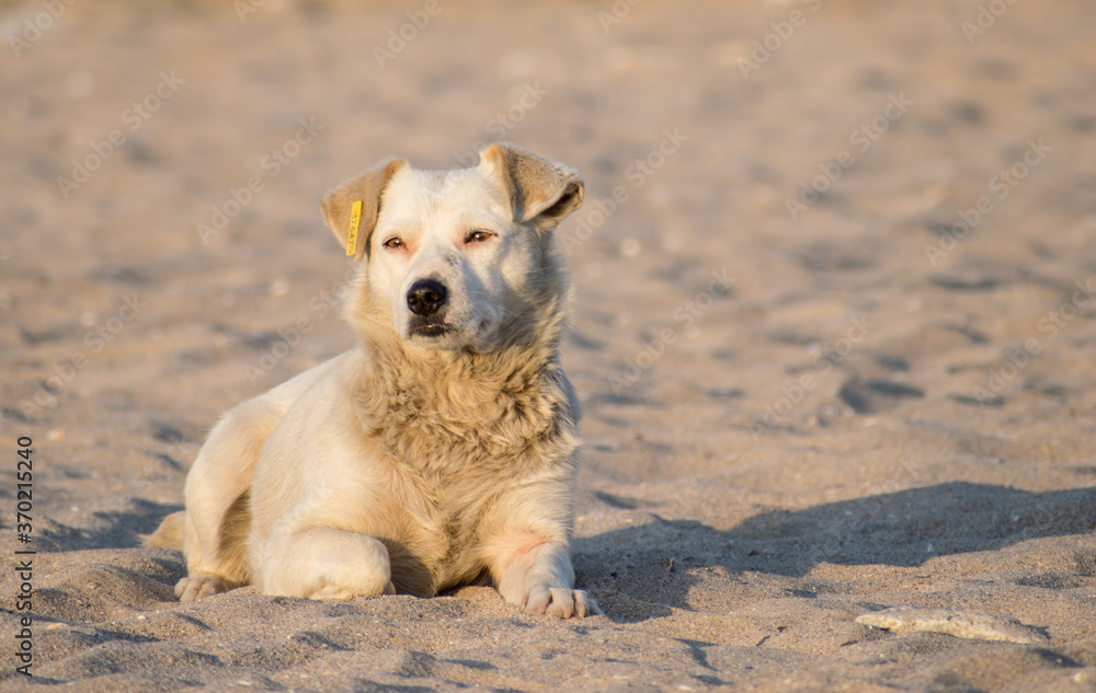 A beautiful stray puppy sits on the beach in the sunlight at sunrise. The dog has a record number in his ear