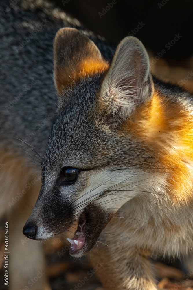 Gray fox, seen in the wild in North California