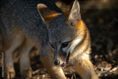 Gray fox  seen in the wild in North California