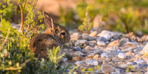 Lapin de garenne ou Lapin commun (Oryctolagus cuniculus) photo