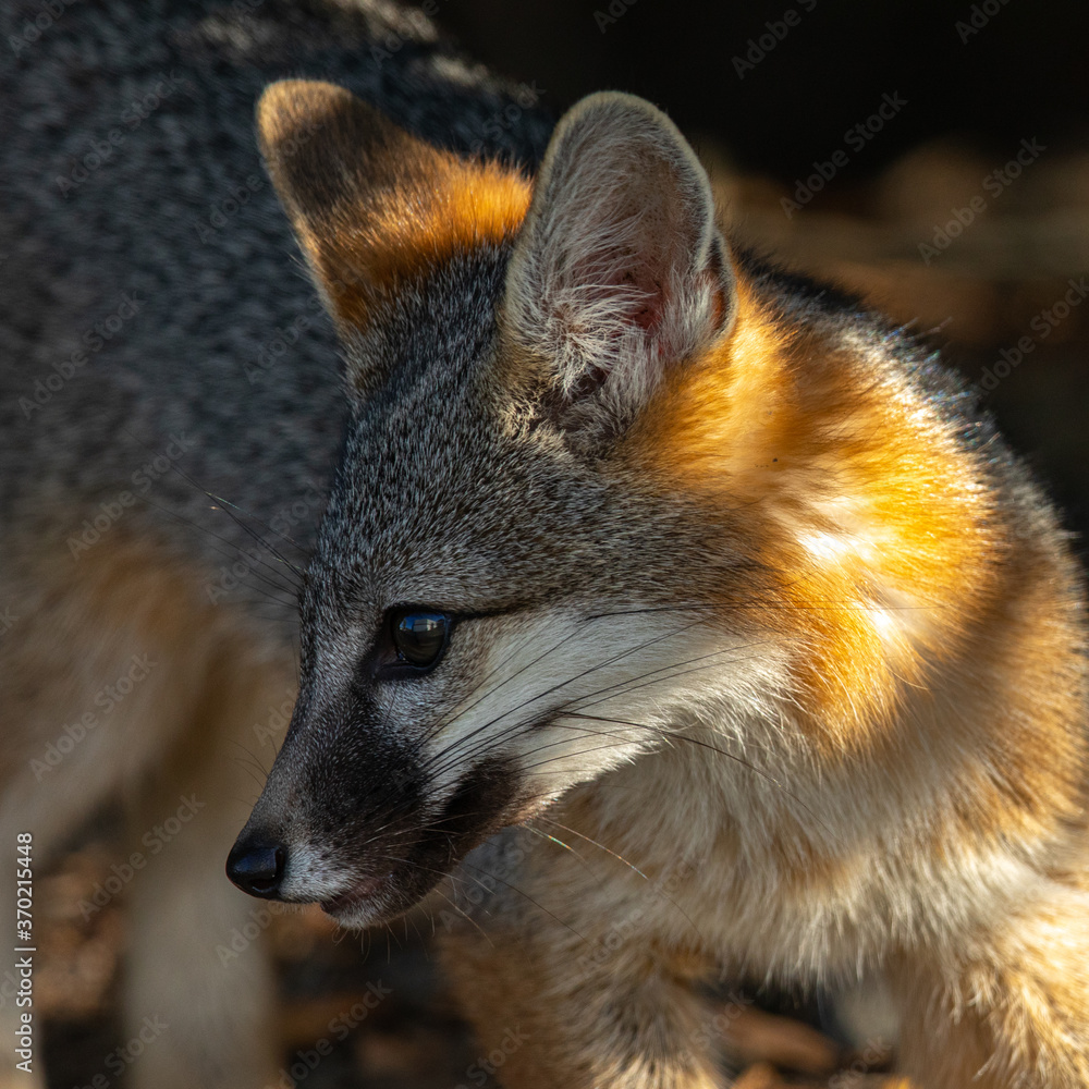 Gray fox, seen in the wild in North California Gray fox, seen in the wild in North California