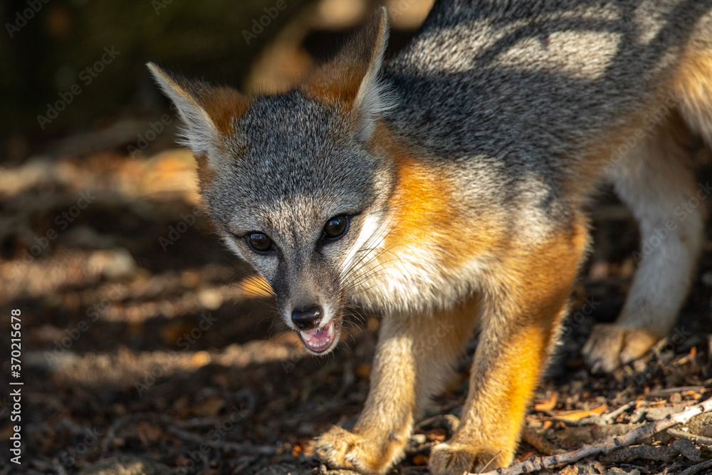 Gray fox, seen in the wild in North California