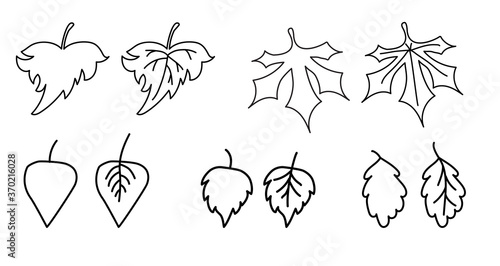 Set of elements of the autumn season. Black line drawings of various leaves. Leaves-outline and leaves with veins. Use for fall design and decoration. Vector. All elements isolate on white background