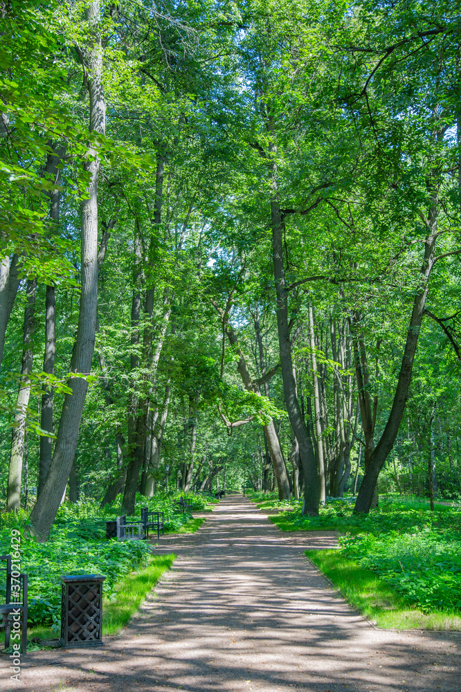 Fototapeta premium A path for pedestrians to walk in a modern green city park in the summer daytime