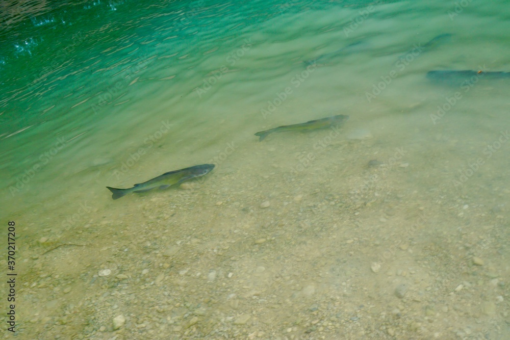 Fototapeta premium The Fish