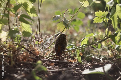 bird on the grass