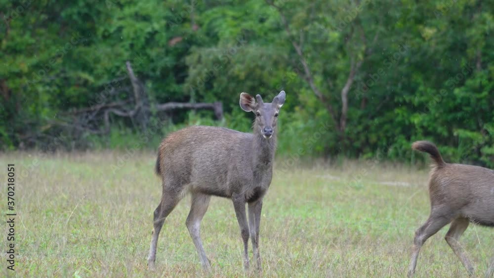 A mature deer or antelope is freedom living in grassland environment, selective focus on the animal head. Animal and wildlife 4K footage. A mature deer or antelope is freedom living in grassland environment, selective focus on the animal head. Animal and wildlife 4K footage.