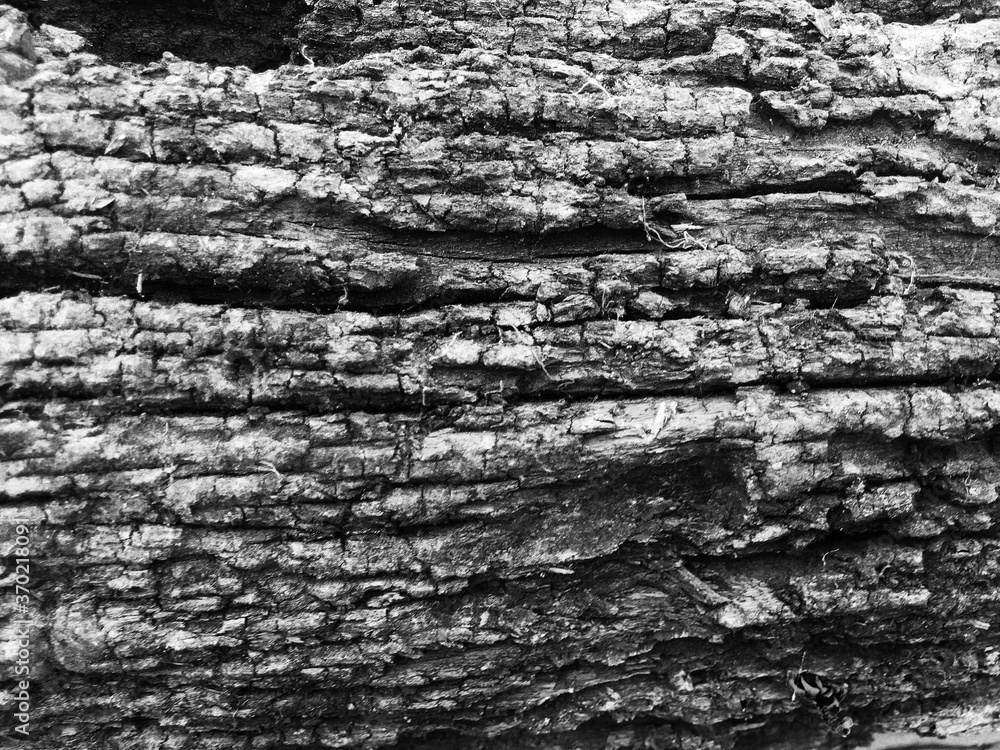 Old Dark Rough rustic wooden textured background square monochrome Old Dark Rough rustic wooden textured background square monochrome