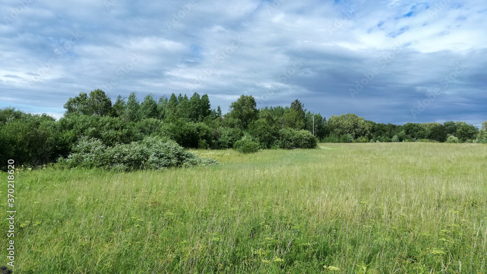 Wild meadow landscape with green bushes and cloudy sky.