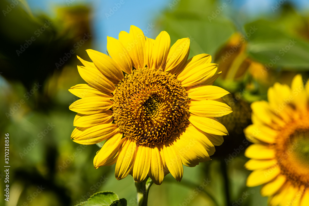 Yellow sunflower with green leaves in the field. Yellow sunflower with green leaves in the field.
