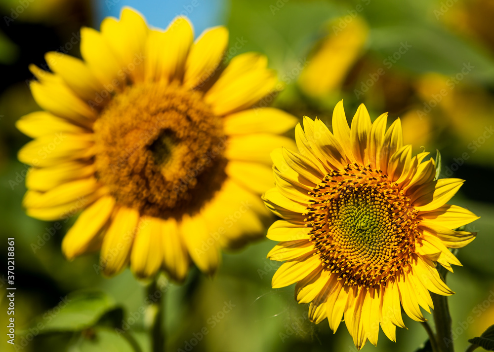 Yellow sunflower with green leaves in the field. Selected focus on nearest flower