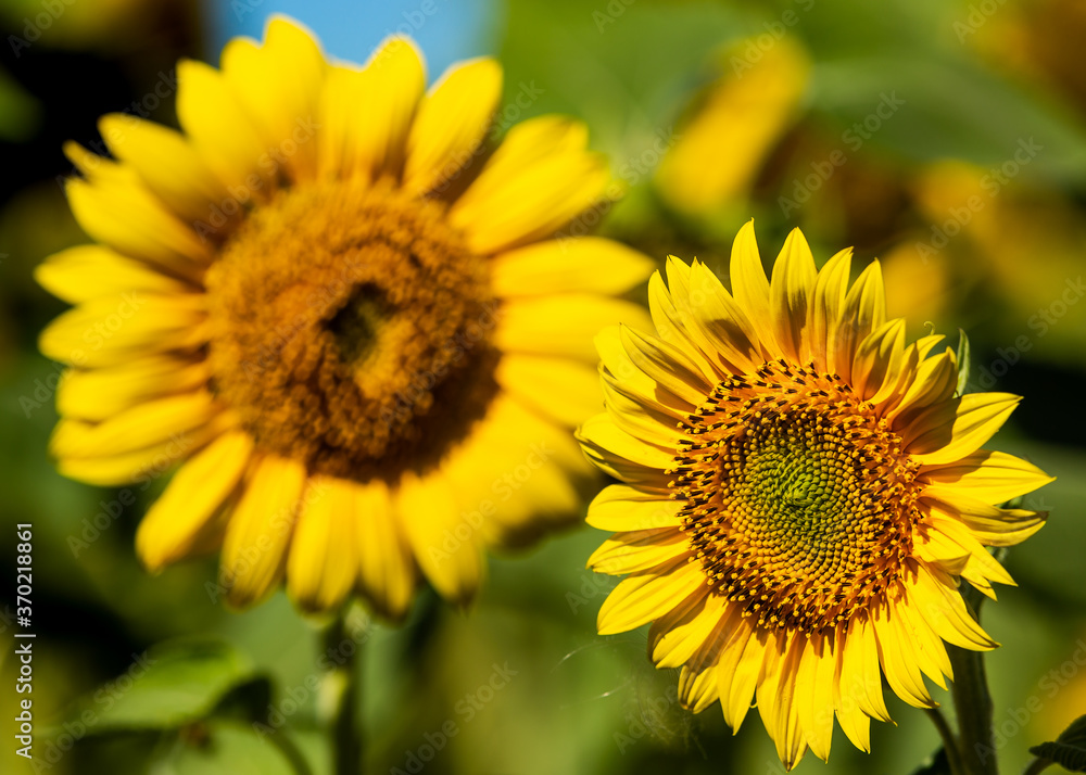 Yellow sunflower with green leaves in the field. Selected focus on nearest flower Yellow sunflower with green leaves in the field. Selected focus on nearest flower