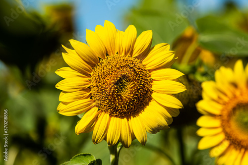 Yellow sunflower with green leaves in the field. 