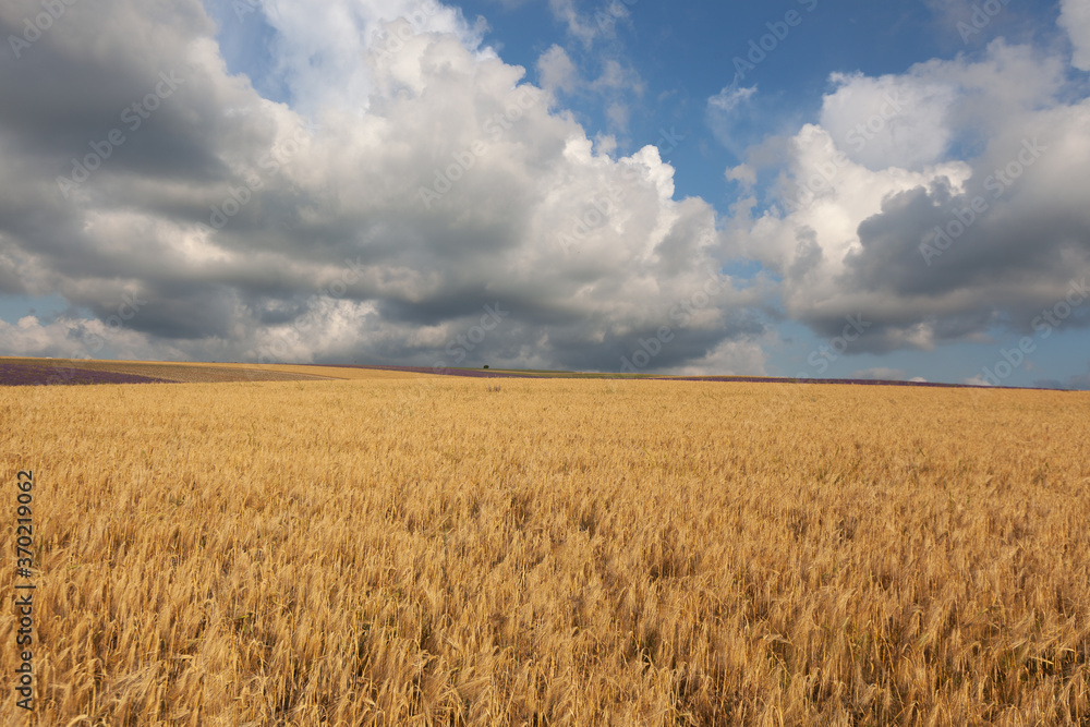 Wheat and lavender field with beautiful sky and clouds