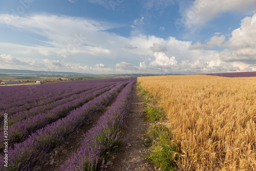 Wheat and lavender field with beautiful sky and clouds