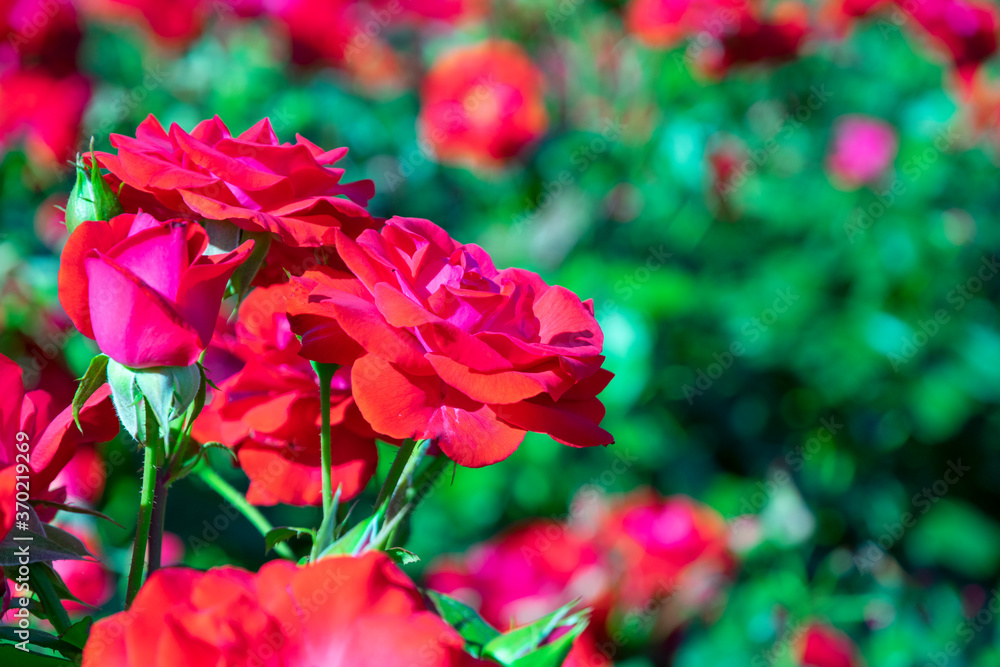 blooming red rose bush in the garden close up blooming red rose bush in the garden close up