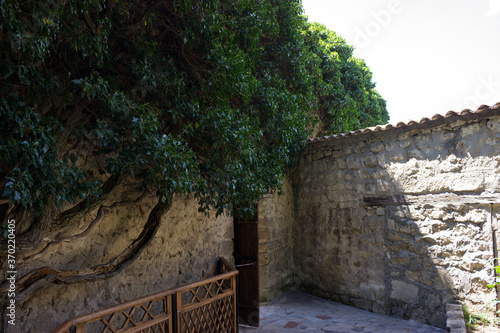 Wooden door, stone wall lined with cobblestones and with a beautiful winding tree.
