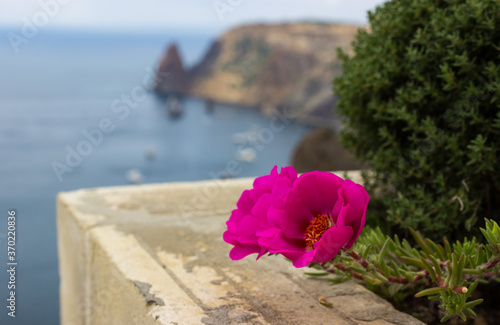 beautiful hot pink flower against the background of the blue sea, mountains and clear sky