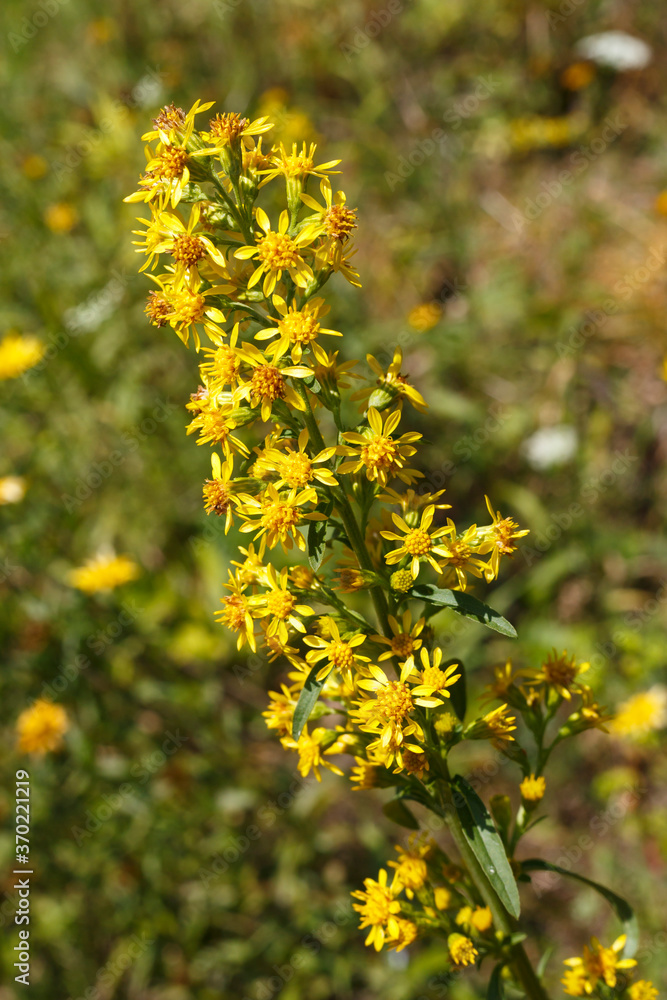 Fototapeta premium Goldrutenkraut_Solidaginis virgaureae herba_auf der Schwäbischen Alb