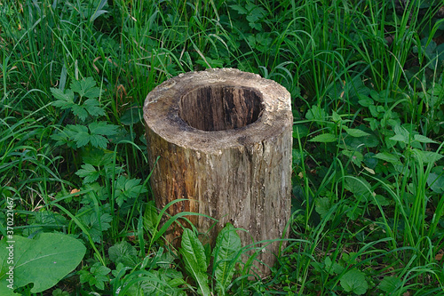 a hollow cylinder cut from a tree trunk