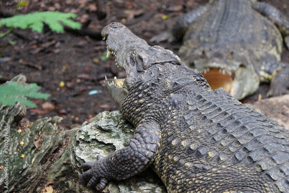 Crocodile lying with open mouth sunbathing Crocodile lying with open mouth sunbathing