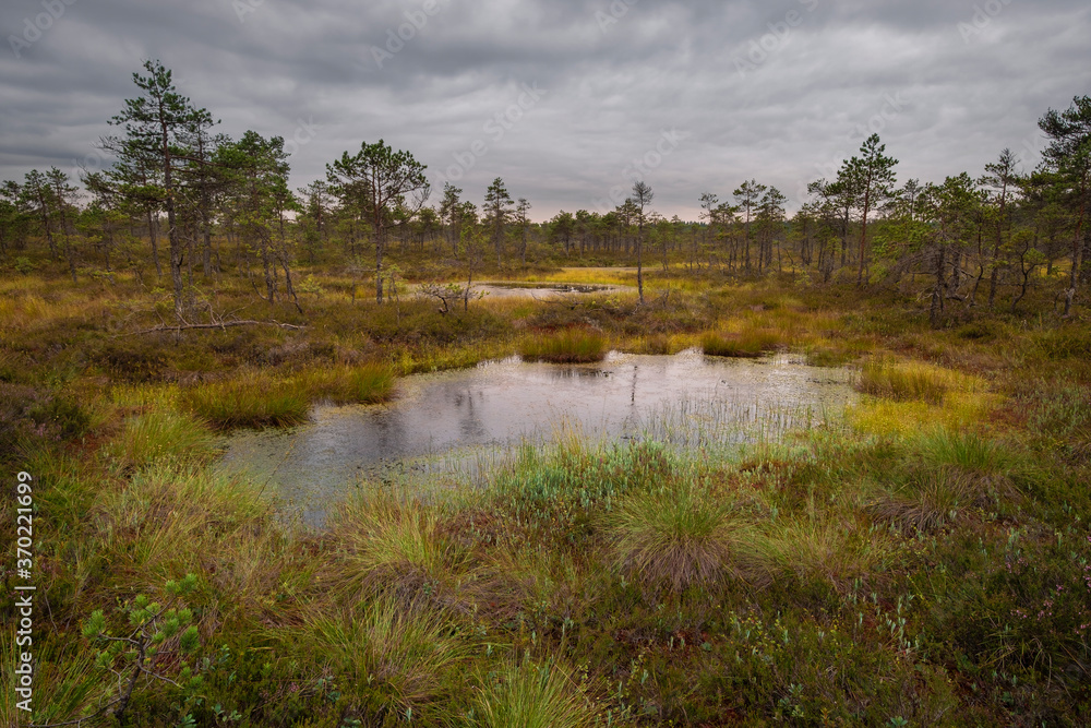 Autumn landscape in a northern swamp with a gloomy sky Autumn landscape in a northern swamp with a gloomy sky