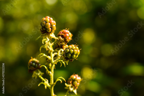 Raspberry in the forest