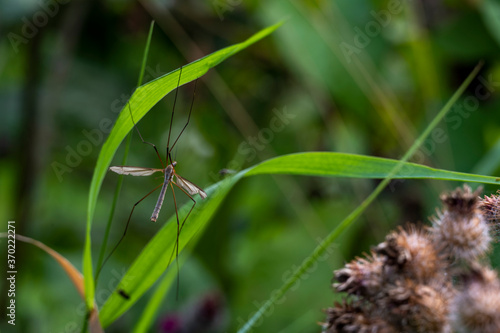 big mosquito resting on green grass near flowers © константин константи