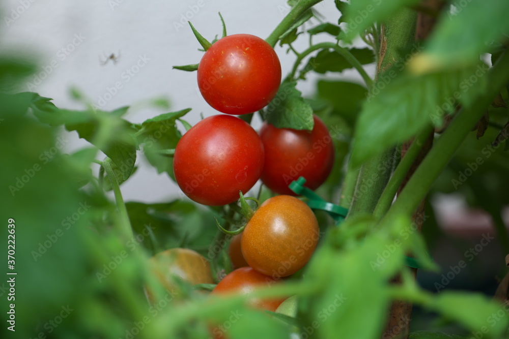 Tomaten Strauchgewächs Garten Hochbeet Strauchtomaten Reif Gewächs 
