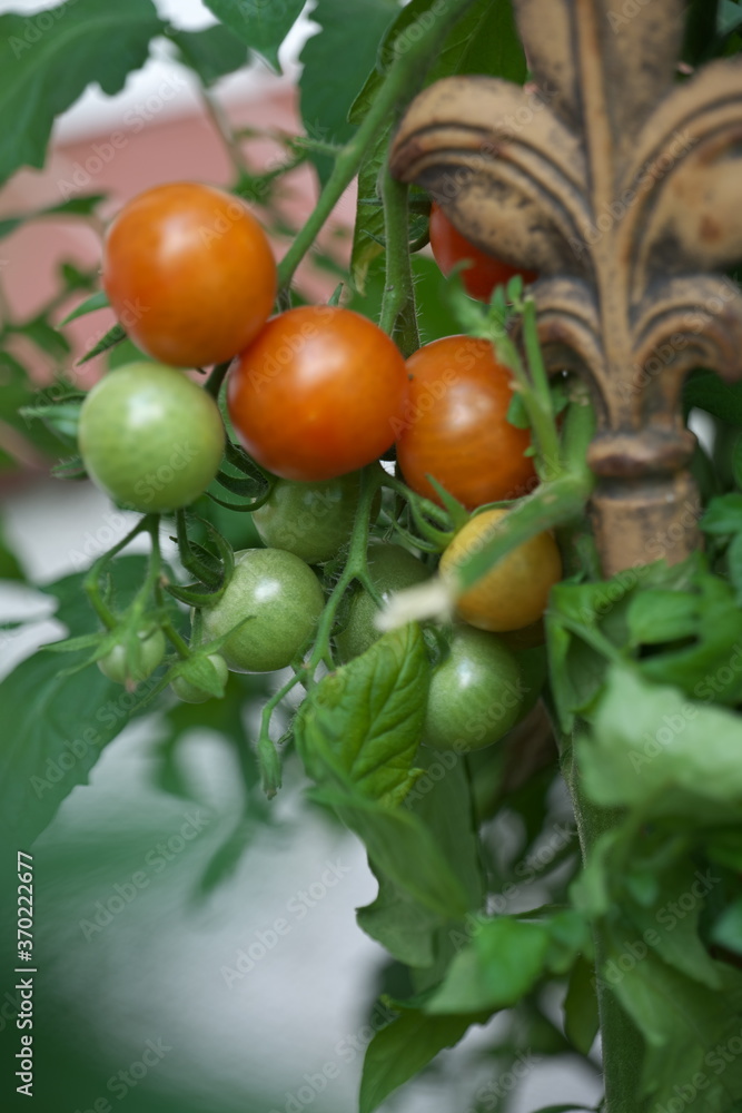 Tomaten Strauchgewächs Garten Hochbeet Strauchtomaten Reif Gewächs 