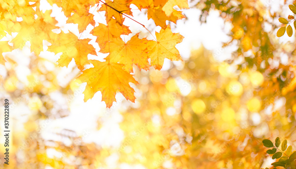 Autumn natural bokeh background with yellow leaves and golden sun lights, fall nature landscape Autumn natural bokeh background with yellow leaves and golden sun lights, fall nature landscape