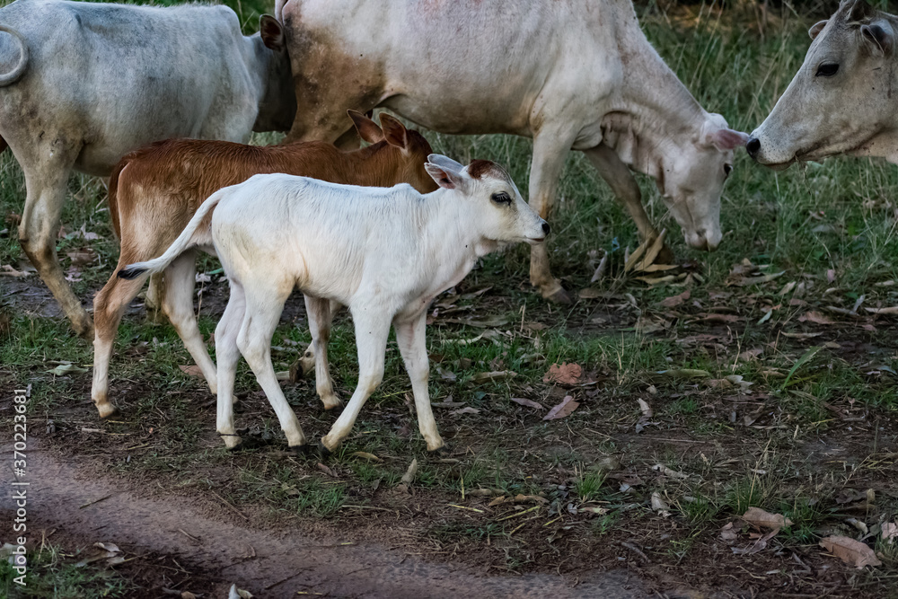 Fototapeta premium cute & small cow calf standing on the village road at evening time looking awesome. 
