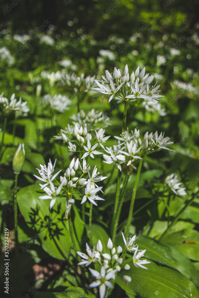 Fresh green blooming ramson (also called wild leek or wild garlic) is growing in forest in Germany Fresh green blooming ramson (also called wild leek or wild garlic) is growing in forest in Germany