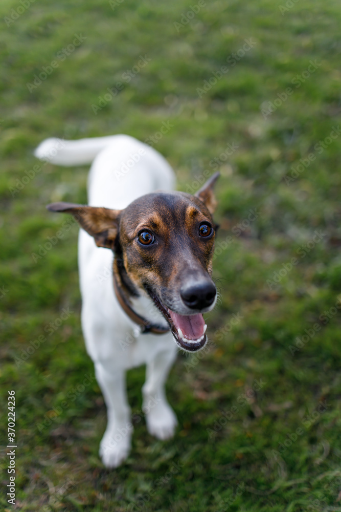 A dog playing in the park in the morning