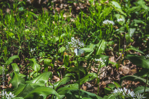 Fresh green blooming ramson (also called wild leek or wild garlic) is growing in forest in Germany