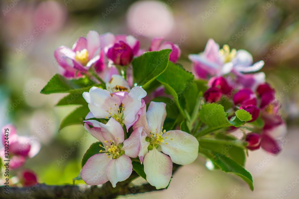 Apple tree blossoms on a tree. Beautiful pink and white flowers in different shapes