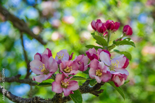 Apple tree blossoms on a tree. Beautiful pink and white flowers in different shapes