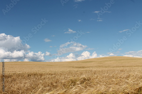 Wheat yellow field. Nizhny Novgorod region.