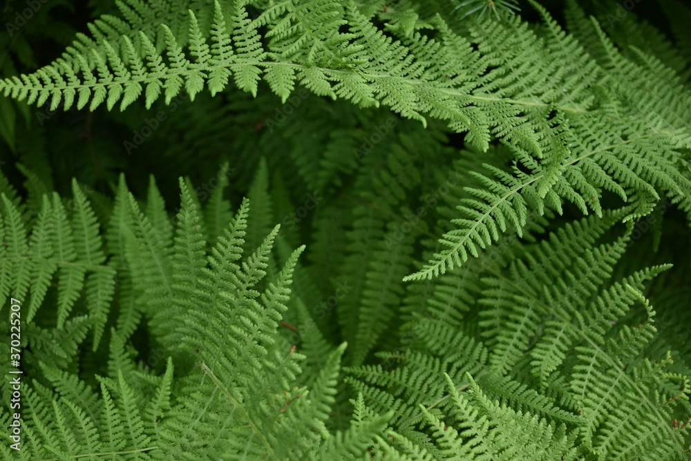 Ferns (Fern background) Ferns (Fern background)