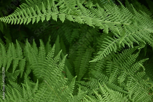 Ferns  Fern background 