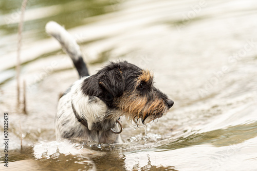 cute little Jack Russell Terrier dog swims in a beauty lake