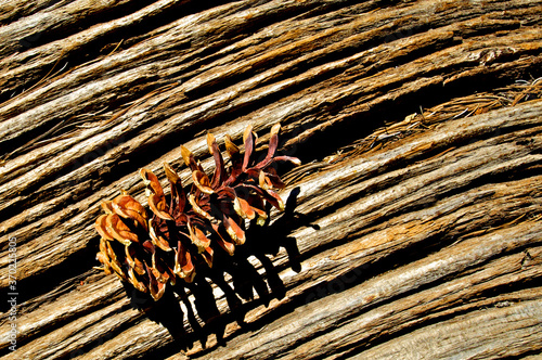 Pinecone and weathered wood abstract photo