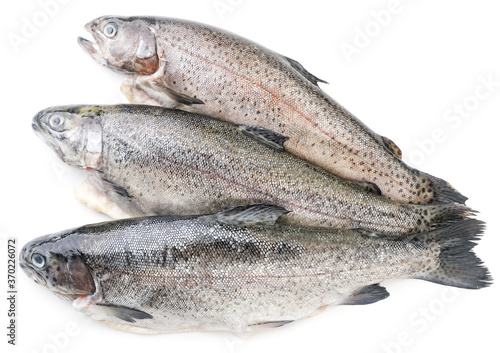 Trout on a white background, isolated. The view from top